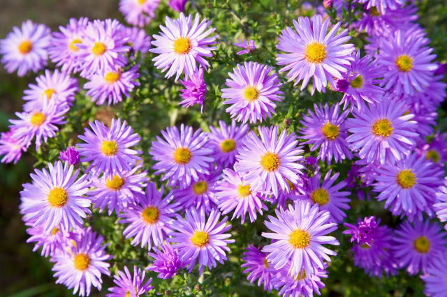 Astry (Aster)