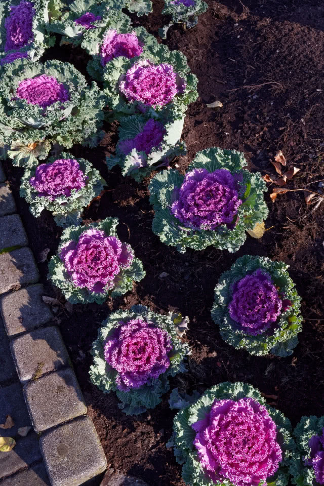 Ornamentalne kapusty i jarmuż