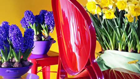 Pierwsze kwiaty na taras - rośliny cebulowe