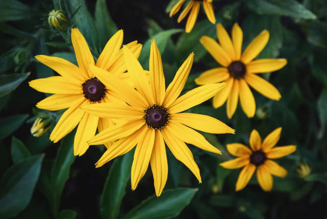Ciemnooka Susan (Rudbeckia fulgida)