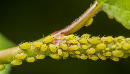 Co na mszyce? Sposoby na zwalczanie szkodników