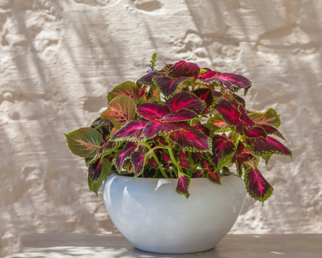 Begonia królewska (Begonia rex)