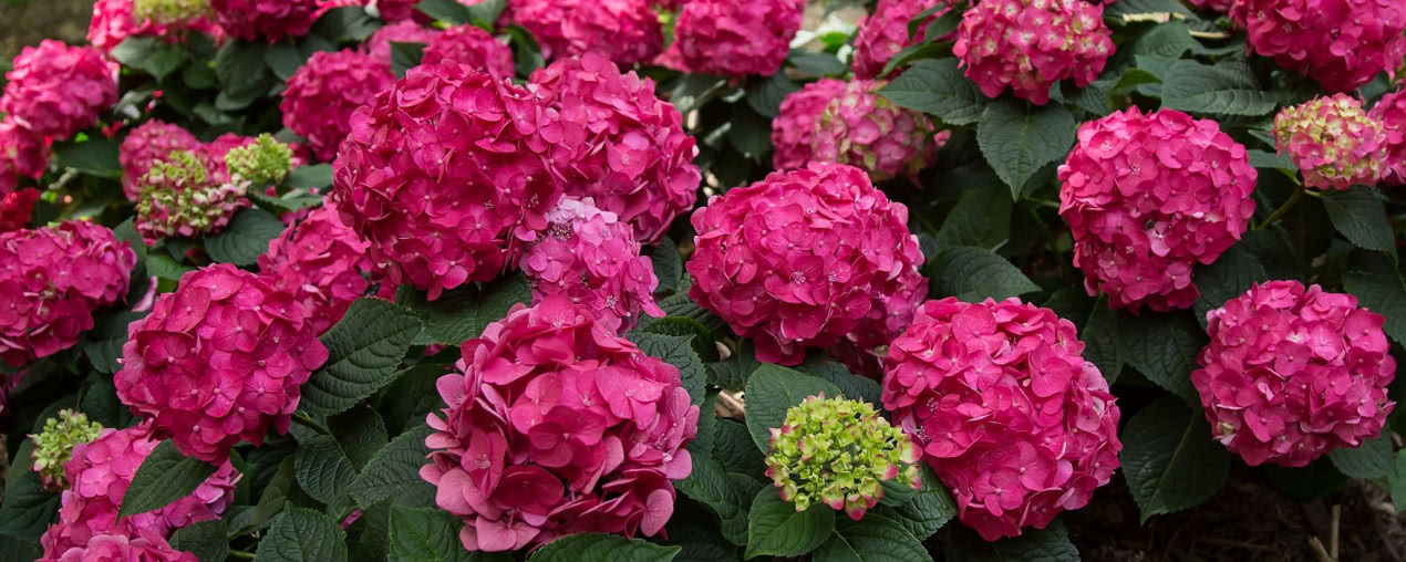 Hortensje Endless Summer® - poradnik dla ogrodników przez wszystkie pory roku