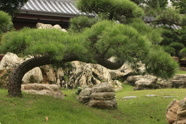 drzewo uformowane na bonsai