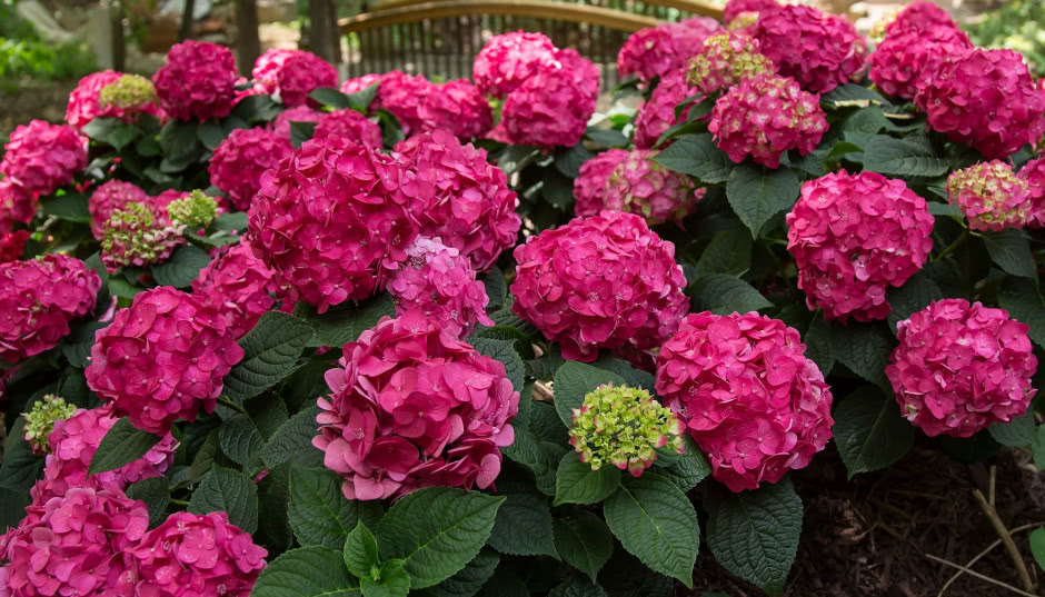 Hortensje Endless Summer® - poradnik dla ogrodników przez wszystkie pory roku