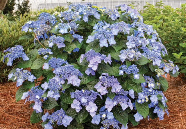 Hortensja endless Summer Pop Star o niebiesko liliowych kwiatach
