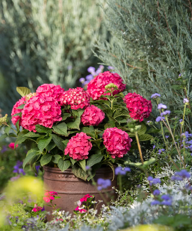 Hortensja Endless Summer Love, kwiaty w kolorze purpurowym, hortensja w doniczce, iglaki i inne kwiaty kwitnące