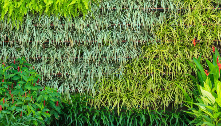 Jak zrobić ogród wertykalny - instrukcja krok po kroku