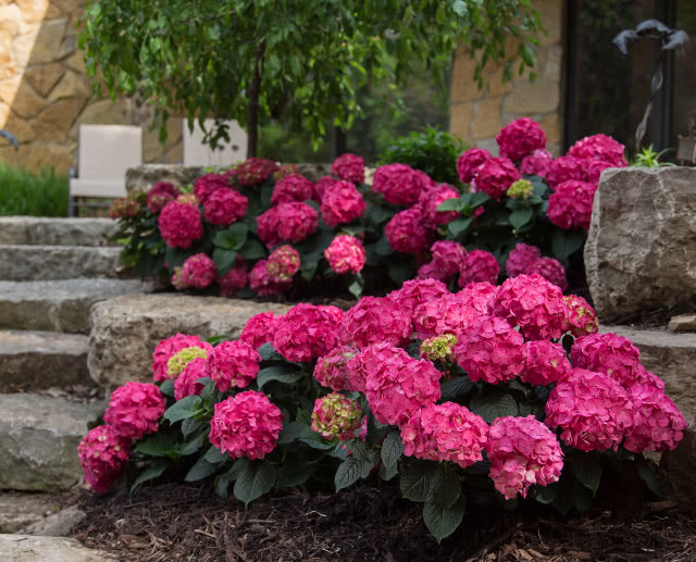 Hortensja Endless Summer Love, na rabatach skalnych, skały, schody, drzewa