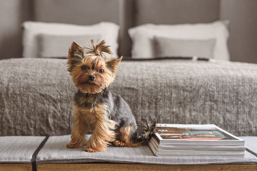 Najważniejszy mieszkaniec domu,
czyli york o...