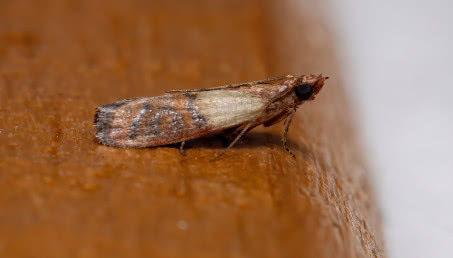 Połączcie skórkę pomarańczy z tą przyprawą, a mole będę uciekać w popłochu. Zapasy będą bezpieczne!