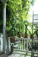 Jeśli nie posiadamy ogrodu, a jedynie niewielki balkon możemy posadzić pnącza w doniczkach