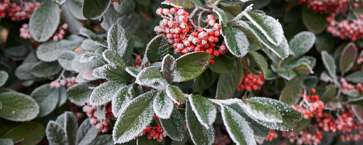 Rośliny i krzewy zimozielone do ogrodu.10 najładniejszych gatunków