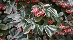 Rośliny i krzewy zimozielone do ogrodu.10 najładniejszych gatunków