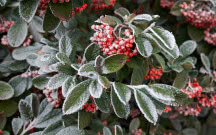 Rośliny i krzewy zimozielone do ogrodu.10 najładniejszych gatunków