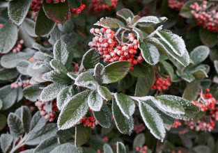 Rośliny i krzewy zimozielone do ogrodu.10 najładniejszych gatunków