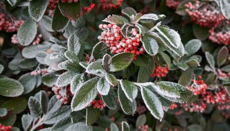 Rośliny i krzewy zimozielone do ogrodu.10 najładniejszych gatunków