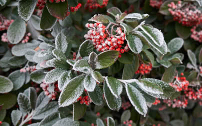 Rośliny i krzewy zimozielone do ogrodu.10 najładniejszych gatunków