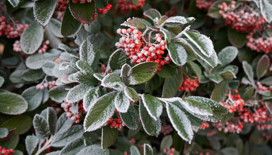 Rośliny i krzewy zimozielone do ogrodu.10 najładniejszych gatunków