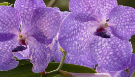 Storczyk zwany Wandą