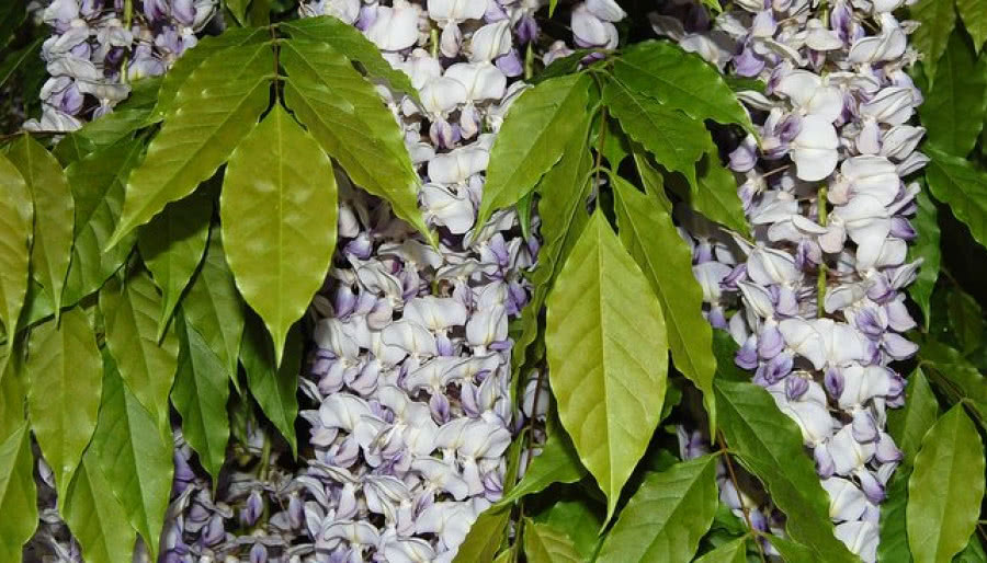 Zielone ściany - pnącza na taras