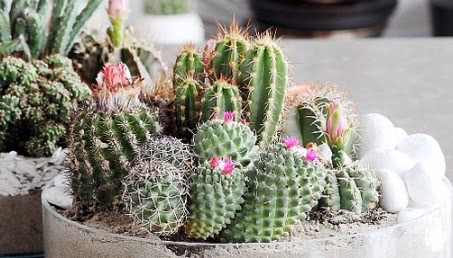 Gdzie ustawić rośliny w mieszkaniu