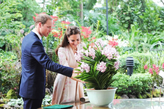 Brytyjska para książęca William i Kate w Ogrodzie Botanicznym w Singapurze podziwia „królewski storczyk” Vanda William Catherine nazwany ich imionami.