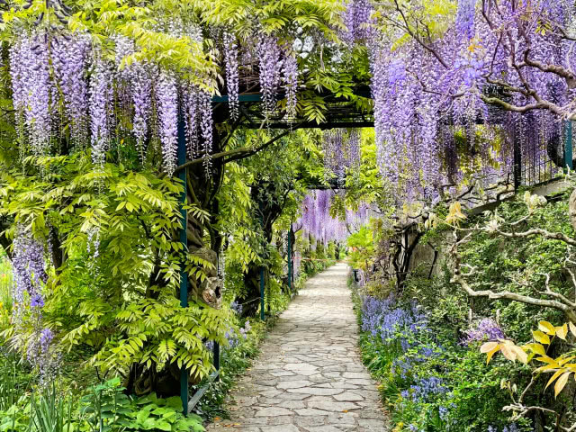 wisteria