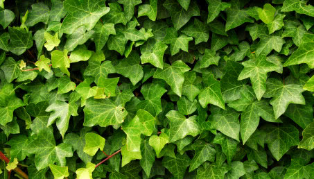 Bluszcz - jaką odmianę wybrać na balkon lub taras?