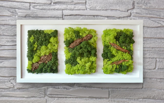 Obrazy z chrobotka reniferowego