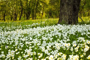 Ogród w stylu naturalnym: uprawa, pielęgnacja, ochrona