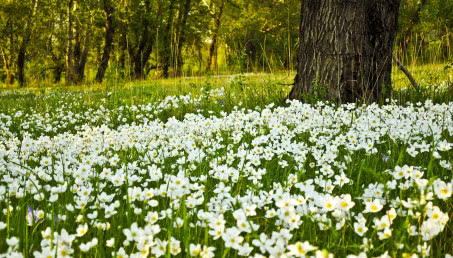 Ogród w stylu naturalnym: uprawa, pielęgnacja, ochrona
