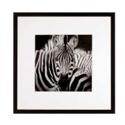 Dywan ze skóry bydlęcej Zebra, Dyreskinn,...