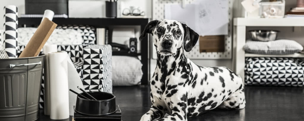 1 lipca obchodzimy Dzień Psa! IKEA wprowadza kolekcję dla zwierząt!