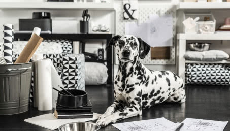 1 lipca obchodzimy Dzień Psa! IKEA wprowadza kolekcję dla zwierząt!