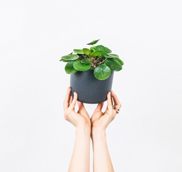 pilea