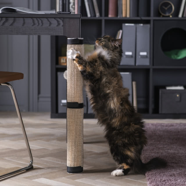 kot, drapak na nodze od stołu, regał, segregatory