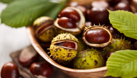 Kasztanowiec w przydomowym ogrodzie - rodzaje, uprawa i pielęgnacja