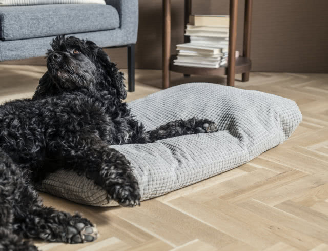 podkładka do leżakowania dla psa, fotel, dtolik, książki