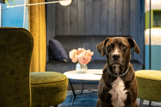 Tapicerowana ściana