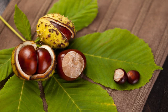 Kasztanowiec w przydomowym ogrodzie - rodzaje, uprawa i pielęgnacja