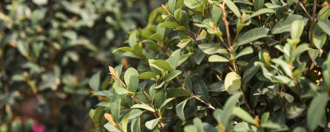 Sadzonki bukszpanu – żywopłot, topiary i inne zastosowania w ogrodzie