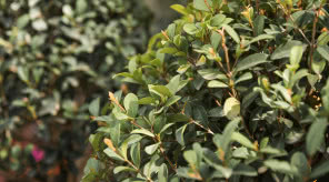 Sadzonki bukszpanu – żywopłot, topiary i inne zastosowania w ogrodzie