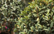 Sadzonki bukszpanu – żywopłot, topiary i inne zastosowania w ogrodzie