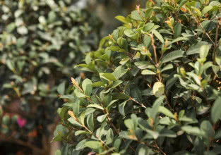 Sadzonki bukszpanu - żywopłot, topiary i inne zastosowania w ogrodzie