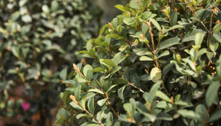 Sadzonki bukszpanu - żywopłot, topiary i inne zastosowania w ogrodzie