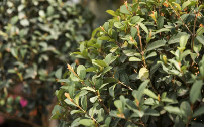 Sadzonki bukszpanu – żywopłot, topiary i inne zastosowania w ogrodzie