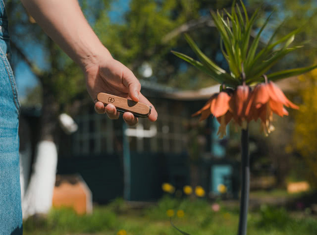 scyzoryk Victorinox w dłoni ogrodnika