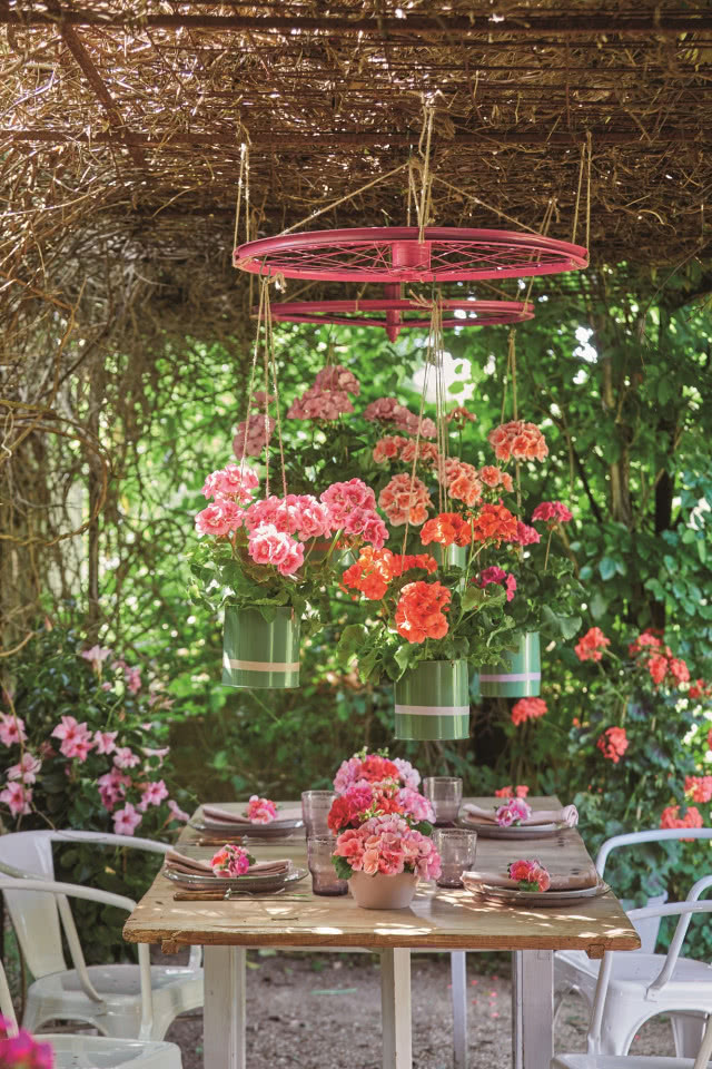 Pelargonie zwisające nad stołem