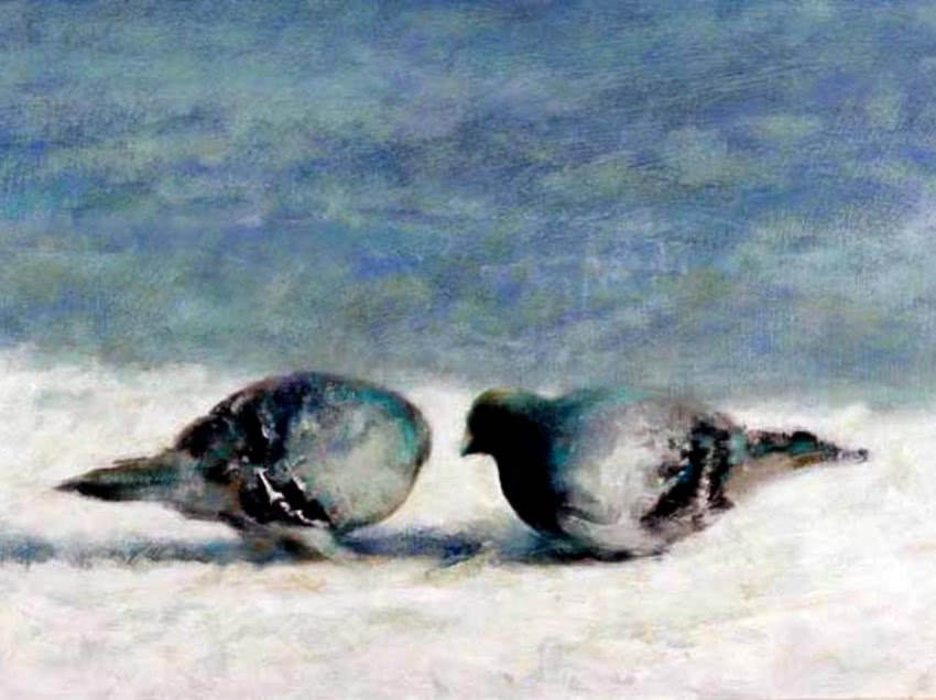 "Gołębie na śniegu", olej na płótnie, 40 x 50...